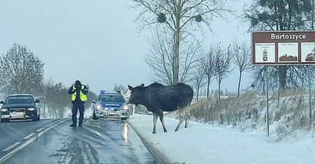 Lizał sól. Łoś zablokował drogę