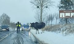 Lizał sól. Łoś zablokował drogę