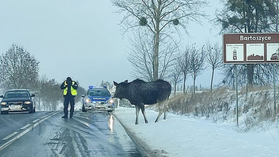 Łoś blokował ruch na trasie. Interweniowała policja