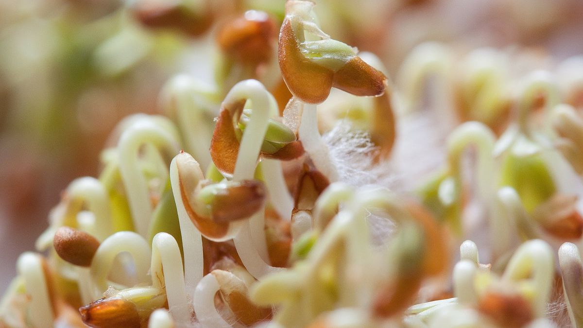 Kiełki to skarbnica witamin, minerałów i białka