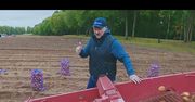 Rąbał drewno, teraz zbiera ziemniaki. Teledysk z udziałem "prezesa"