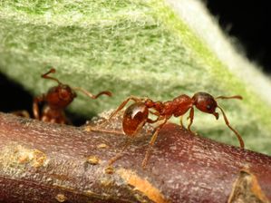 mrówki