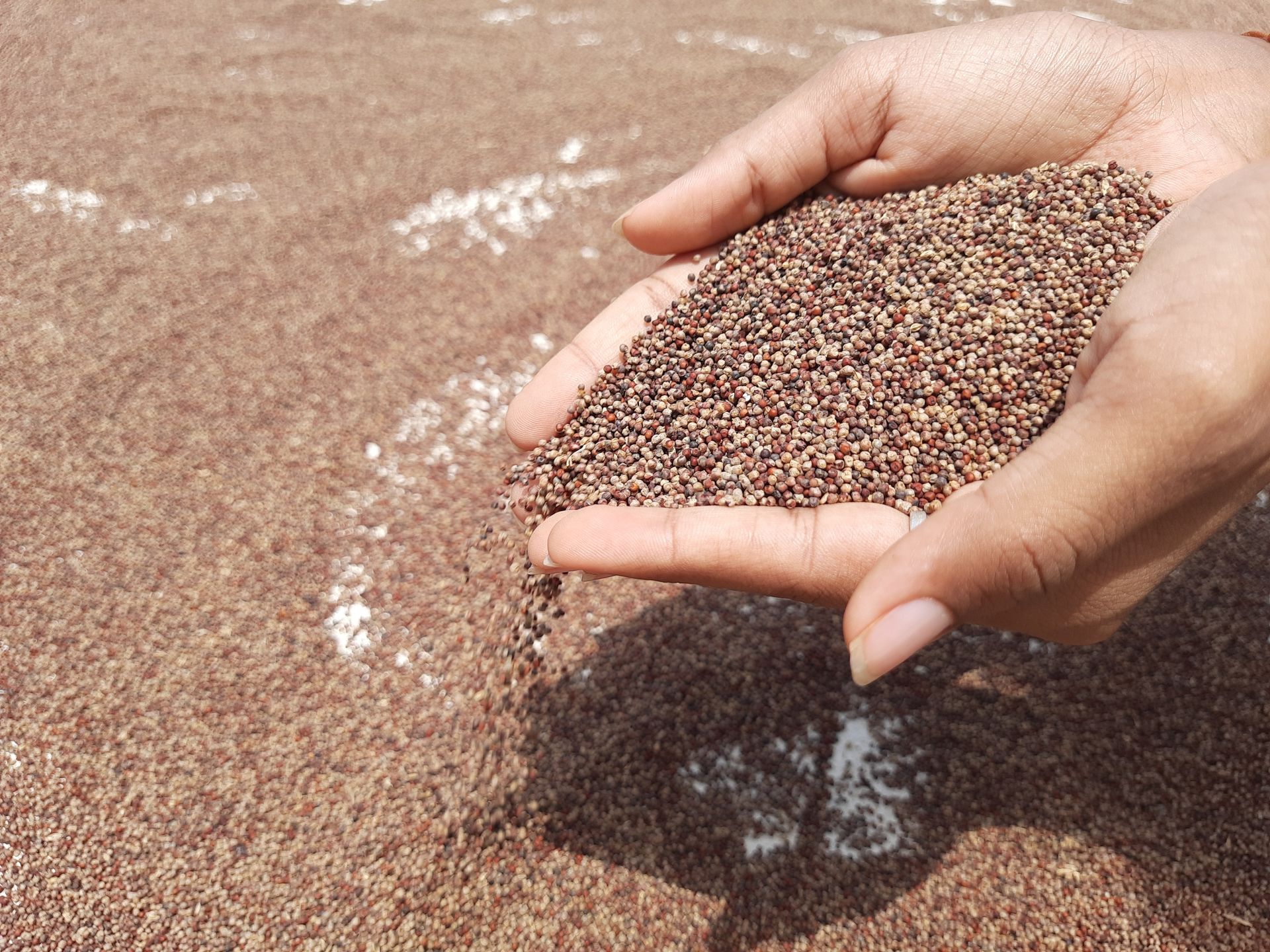 Ziarna przed zmieleniem