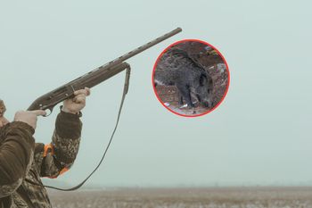 Myślał, że to dzik. Myśliwy usłyszał zarzut zabójstwa 68-latka