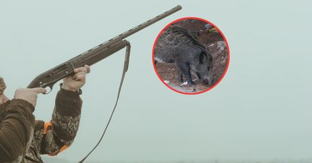 Myślał, że to dzik. Myśliwy usłyszał zarzut zabójstwa 68-latka