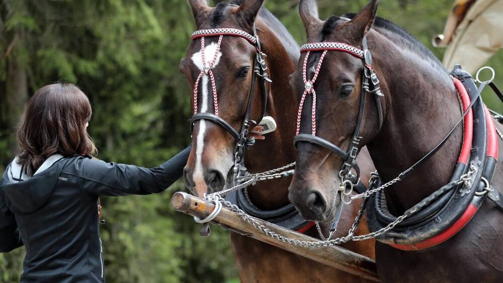 badanie stanu zdrowia koni
Zakopane, Polana W�osienica, 11.06.2021. Badanie stanu zdrowia koni, 11 bm. na Polanie W�osienicy. Ruszy�y okresowe badania koni wo��cych fasi�gami turyst�w do Morskiego Oka. (aldg/ran) PAP/Grzegorz Momot
Grzegorz Momot
badania koni, badanie, droga do Morskiego Oka, g�ry, kondycja, konie, kontrola, ko�, Morskie Oko, podr�e, Tatry, Tatrza�ski Park Narodowy, turystyka, weterynaria, weterynaryjne, w�z konny, zaprz�g, zdrowie koni, zwierz�, zwierz�ta