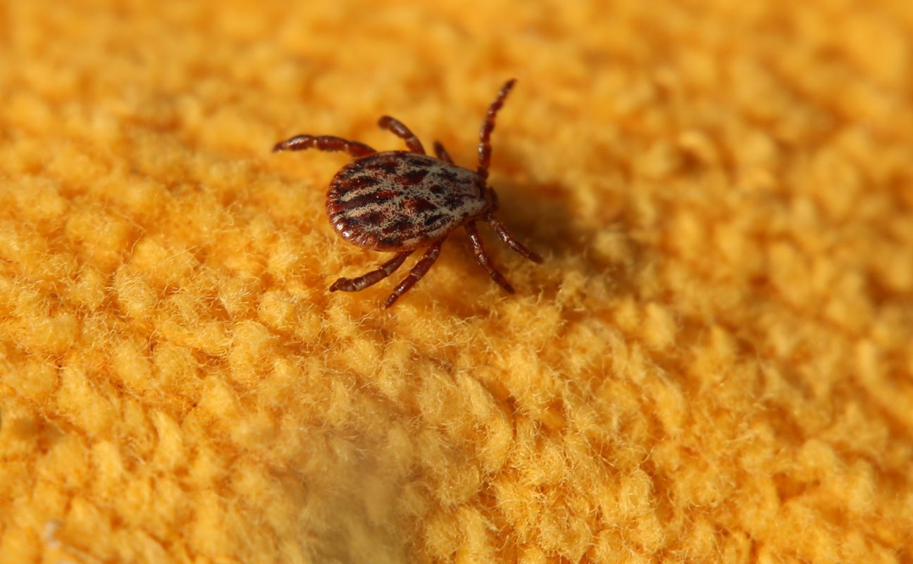 Wylęgarnia kleszczy. jeżeli są już w domu, skrywają się właśnie tam