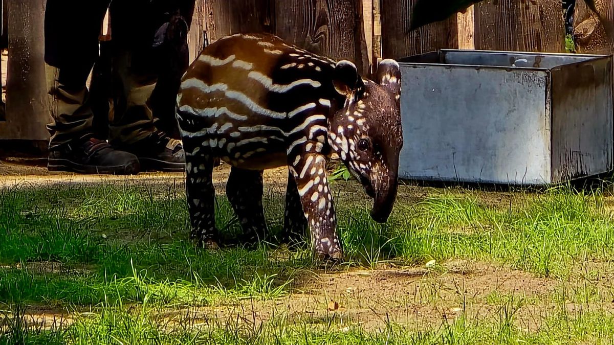 Mały tapir malajski z mamą