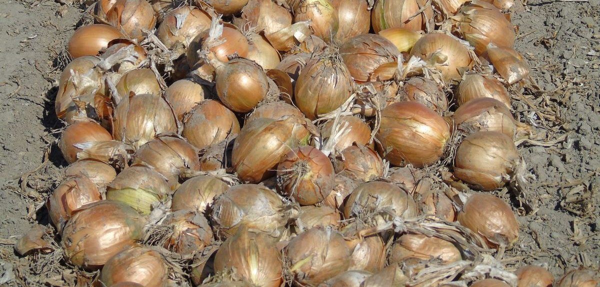 Ograniczona podaż i wysokie ceny cebuli w całej Europie