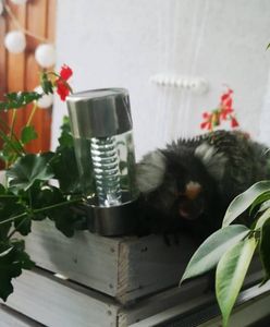 Gdy wyjrzała przez okno, nie mogła uwierzyć. Po balkonie biegała małpa