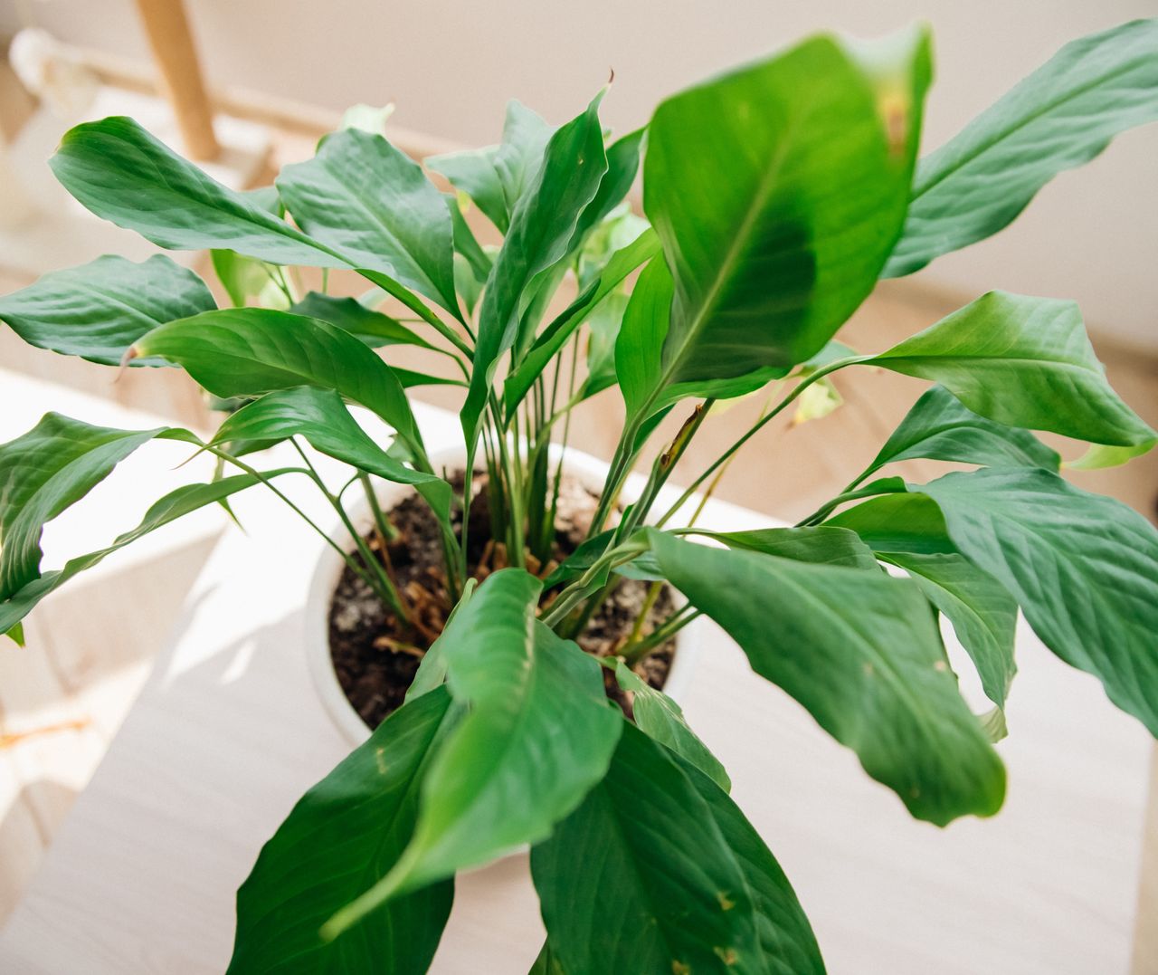 Zadbaj o skrzydłokwiat w październiku. Będzie mieć mnóstwo kwiatów