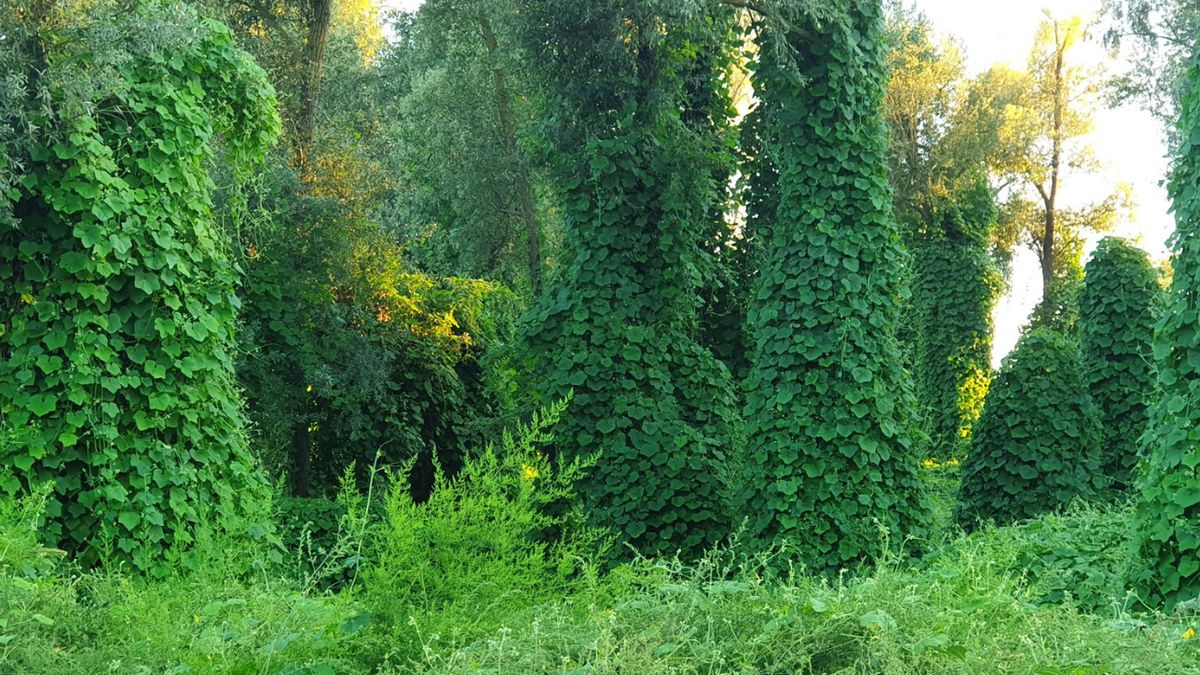 Kudzu to rodzaj roślin z rodziny bobowatych.