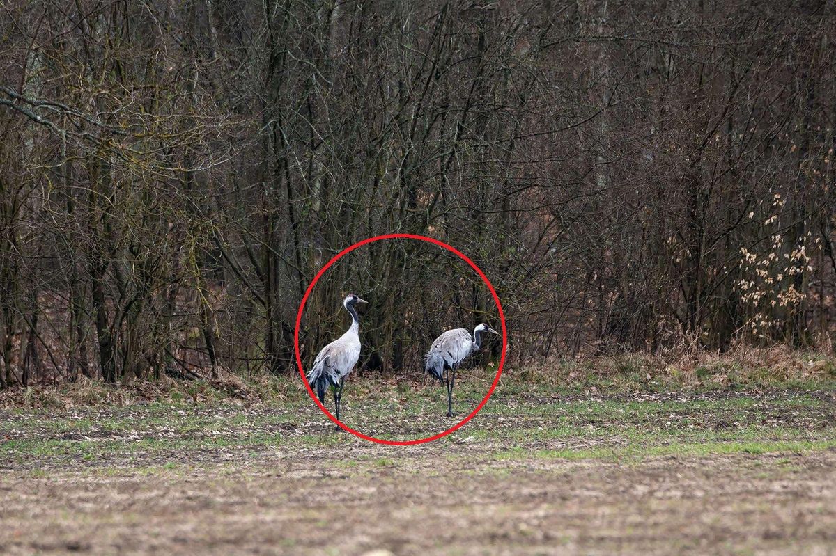 Wiosna w lesie. Tylko spójrz kto wrócił