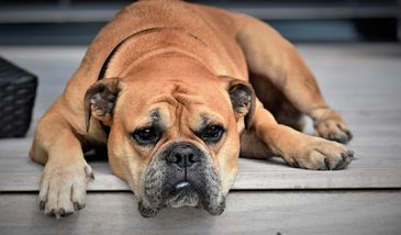 Podczas pandemii u wielu czworonogów pojawił się lęk separacyjny
