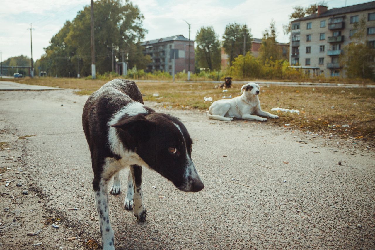 Animals from Chernobyl are different.