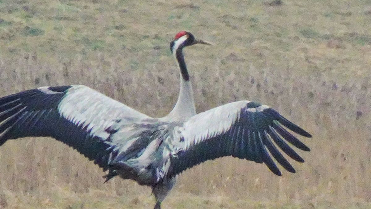 Leśnicy uchwycili na zdjęciu żurawie.