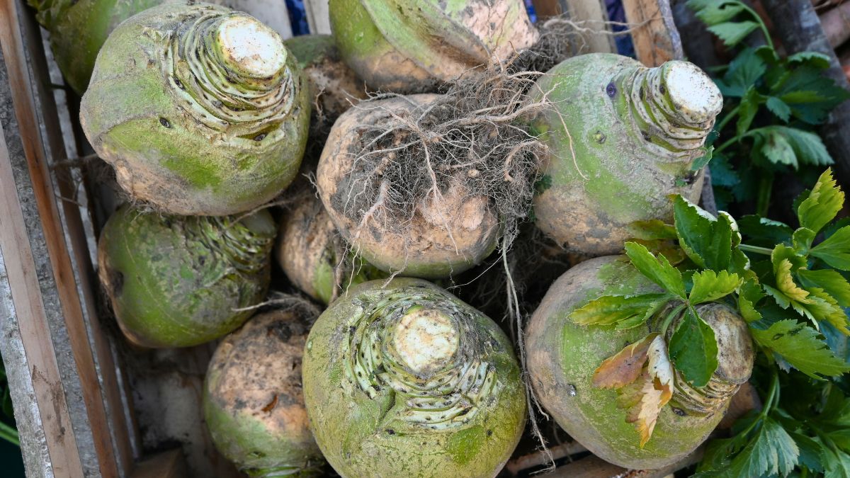 Brukiew to zapomniane warzywozas