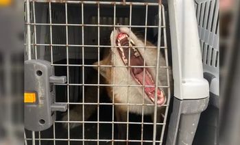 Wdrapał się na dach biurowca w Gdańsku. Pracownica wezwała służby