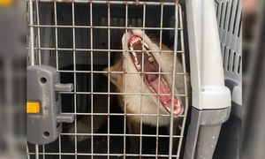 Wdrapał się na dach biurowca w Gdańsku. Pracownica wezwała służby