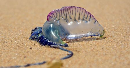 Plaże zamykane z powodu jadowitych stworzeń. Zagrożenie nad Atlantykiem