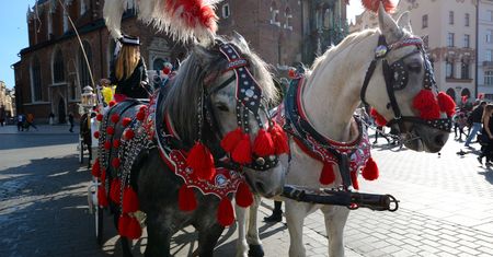 Walka o dorożki w Krakowie. Obrońcy zwierząt chcą odwołania przetargu