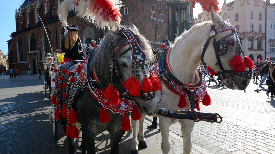 Choć dorożki uchodzą za jeden z symboli Krakowa, obrońcy zwierzą