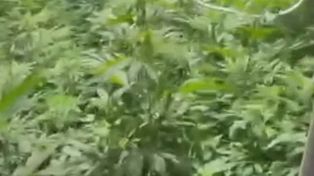 Chorzów: W mieszkaniu miał sto krzaków i ćwierć kilograma marihuany