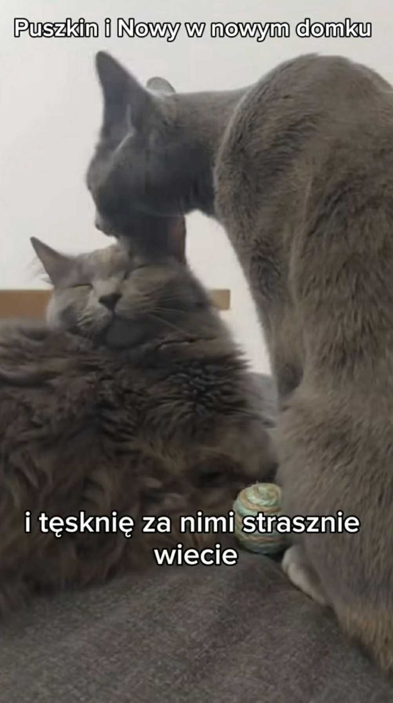 Karolina Gilon musiała oddać koty