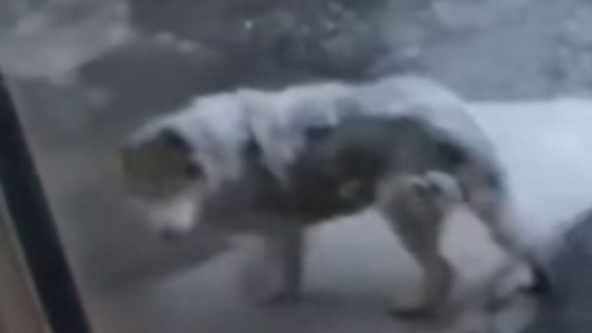 Niepokój w Pleszewie. Wilki podchodzą bardzo blisko