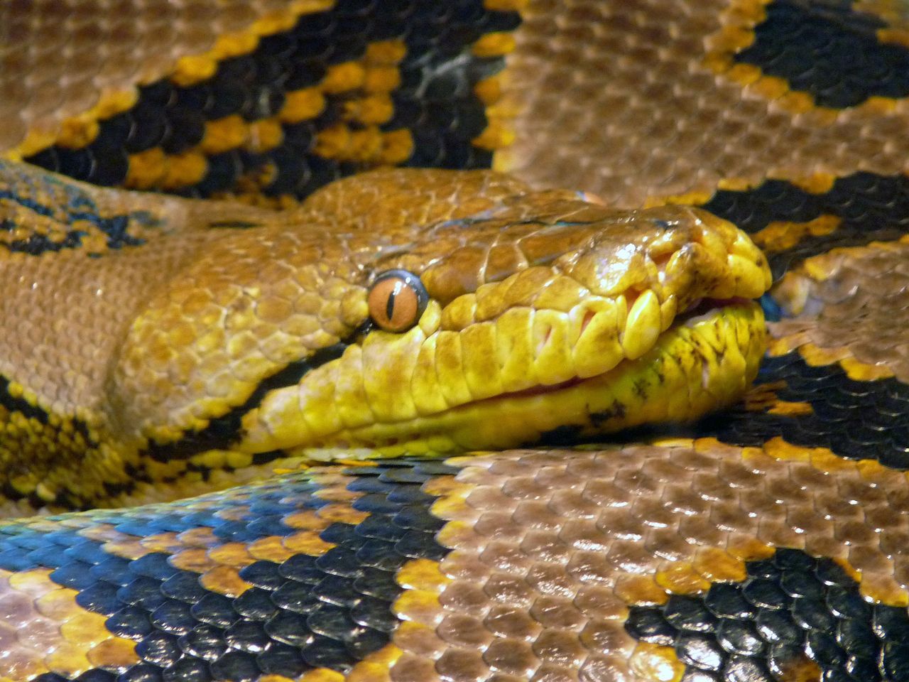 Pythons: The Future of Sustainable Protein?