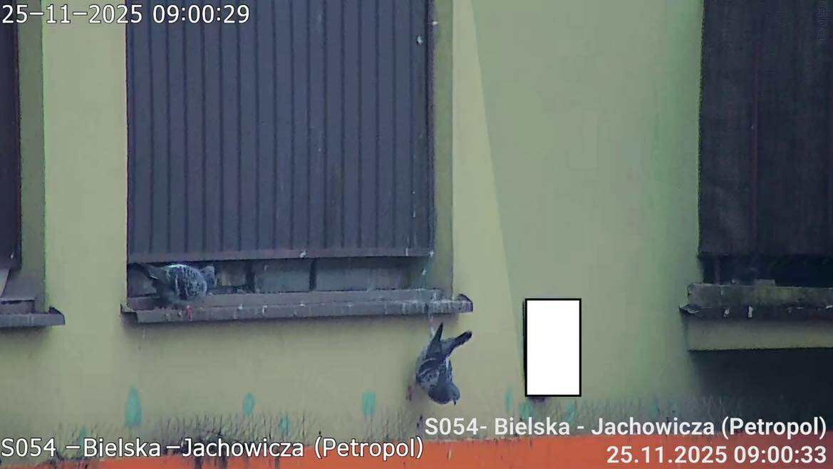 Gołąb zaplątał się w siatkę na balkonie przy ul. Jachowicza. Szybka reakcja mieszkanki uratowała ptaka