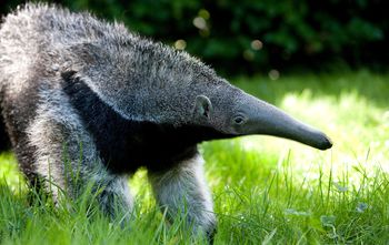 To najstarszy mrówkojad na świecie. Warszawskie zoo zaprasza na urodziny