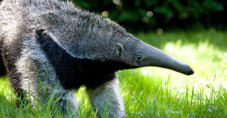 To najstarszy mrówkojad na świecie. Warszawskie zoo zaprasza na urodziny