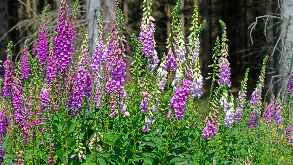 Naparstnica purpurowa - pielęgnacja, wymagania, uprawa i odmiany