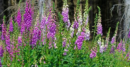 Naparstnica purpurowa - pielęgnacja, wymagania, uprawa i odmiany