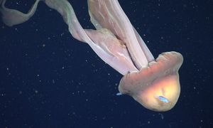 Odkrycie na dnie oceanu. Jest wielka jak autobus szkolny