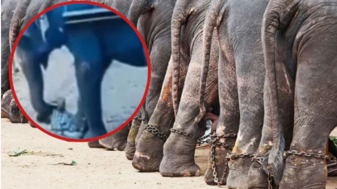 An animal trainer from India is dead. He was trampled by an elephant. It was all recorded.