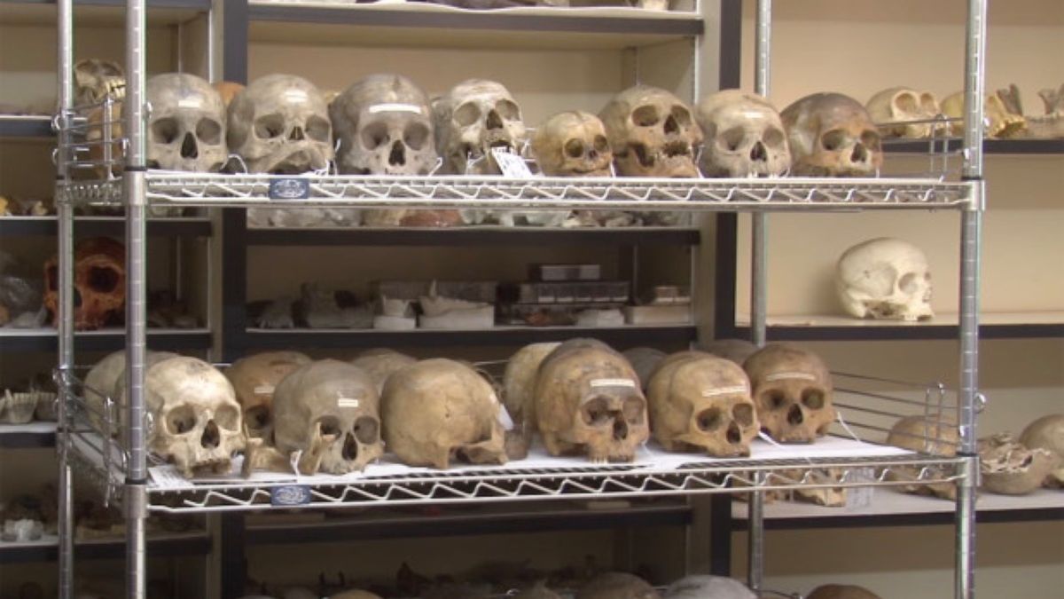 Jeszcze do niedawna kolekcja czaszek stanowiła główną atrakcję Penn Museum w Filadelfii