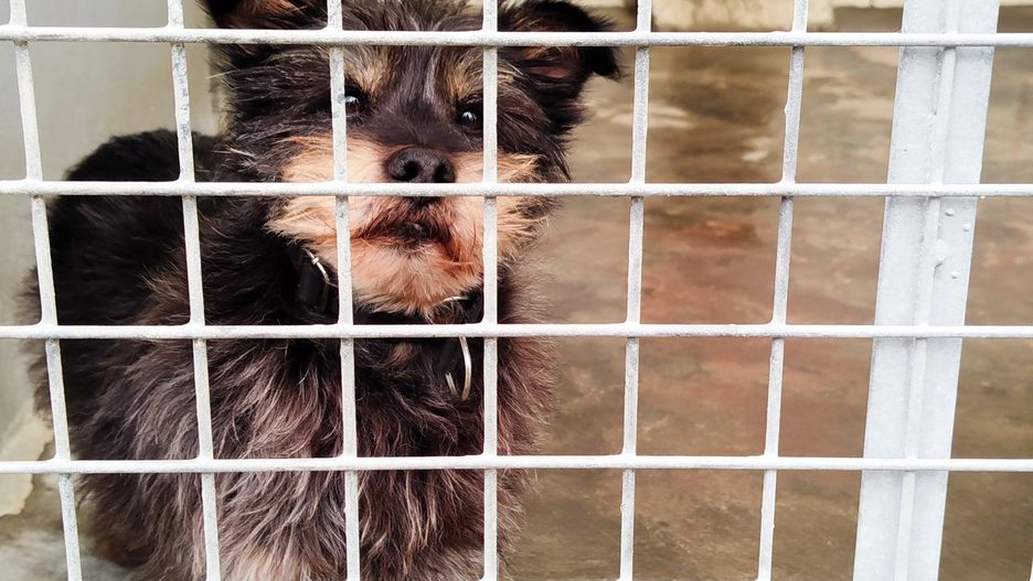 PESEL dla psów i kotów oznacza m.in., że trudniej będzie  porzucić własne zwierzę, np. wzięte ze schroniska. Takie przypadki, niestety, wciąż się zdarzają.