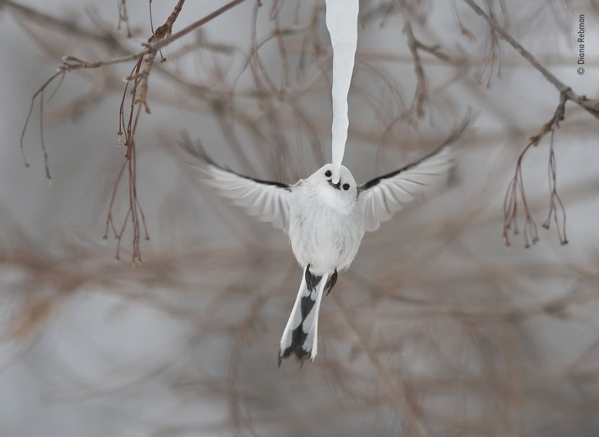 Wildlife Photographer of the Year 2019: piękno dzikiej przyrody 6