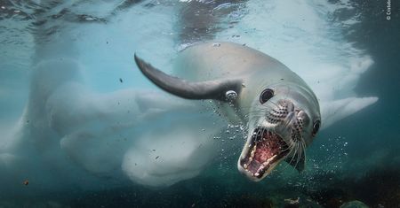 Panasonic przyzna nagrodę publiczności w konkursie Wildlife Photographer of the Year