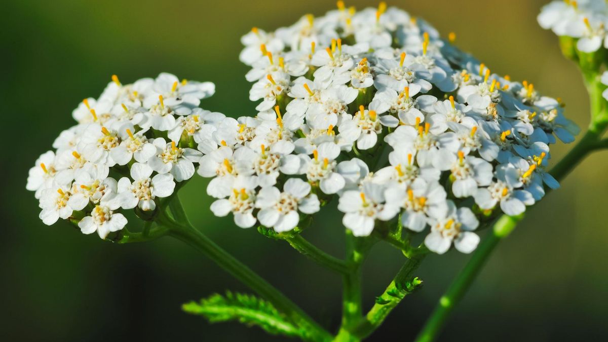 Krwawnik pospolity łagodzi stany zapalne, wspomaga gojenie ran oraz pomaga w leczeniu niestrawności