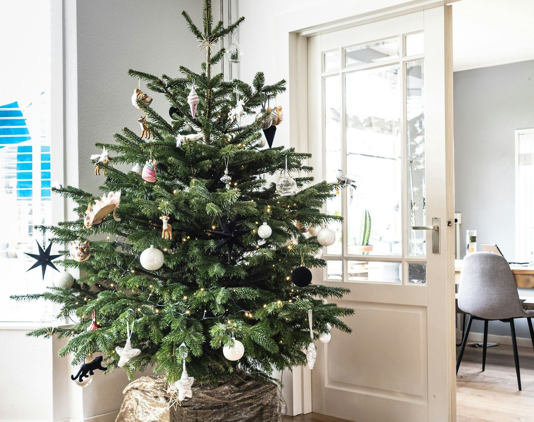 Żywe choinki nadal są popularne, szczególnie w połączeniu z ekologicznymi dekoracjami.