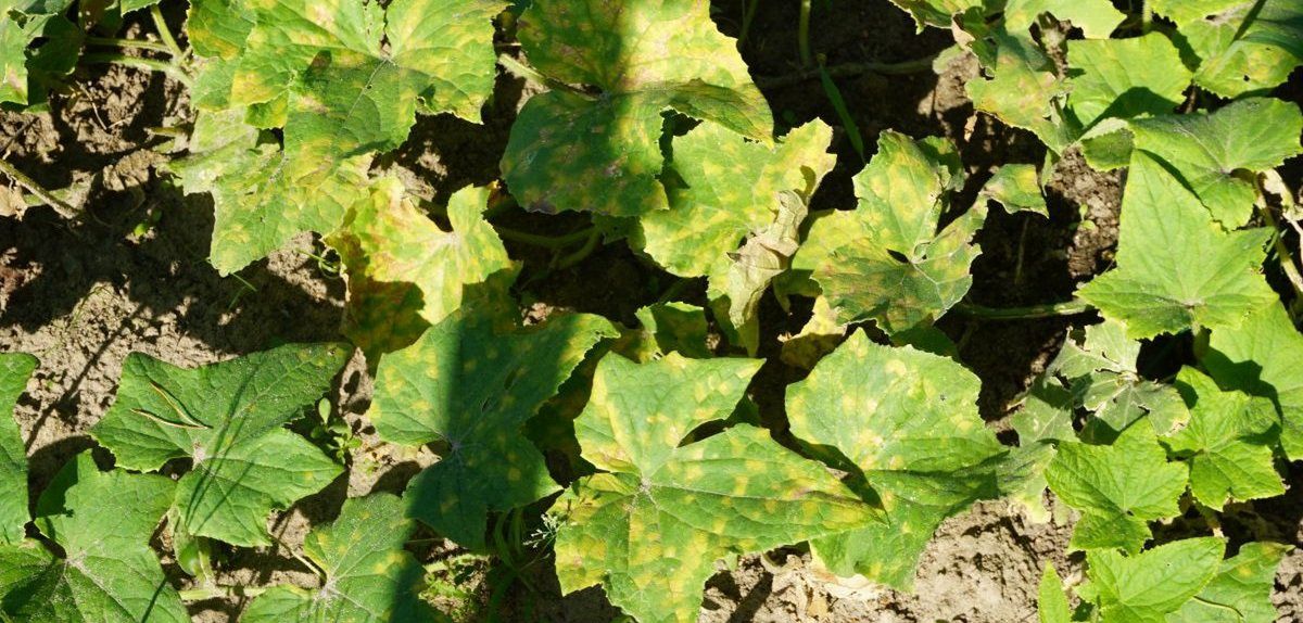 Choroby grzybowe szaleją na plantacjach warzyw