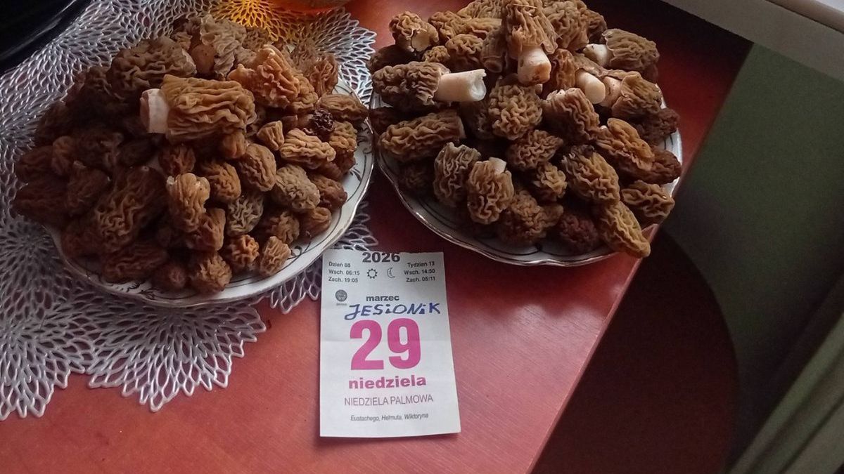 Polak wybrał się na grzybobranie do Czech