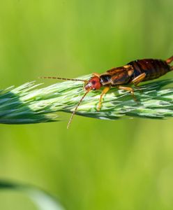 Wchodzą do domów. Ich obecność to wyraźny znak