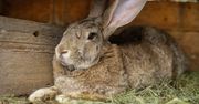 Wielka Brytania. Skradziono "najdłuższego żyjącego królika"