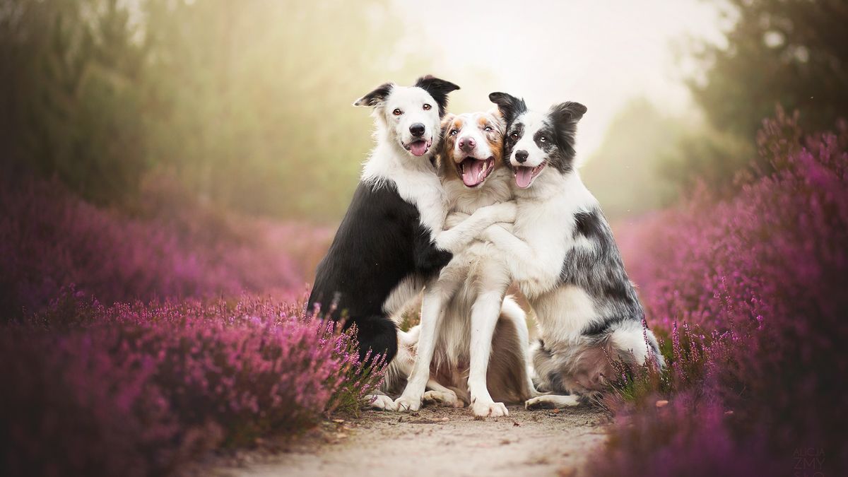 Jak fotografować psy, aby pokazać ich prawdziwy charakter? [poradnik] 1