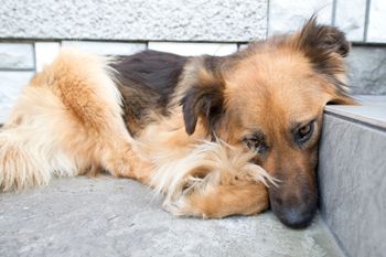 Mówi, jak pomóc psu w sylwestra. "To może bardzo pogłębić lęk"