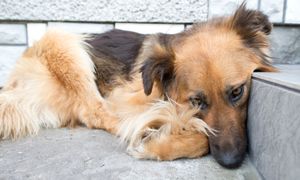 Mówi, jak pomóc psu w sylwestra. "To może bardzo pogłębić lęk"